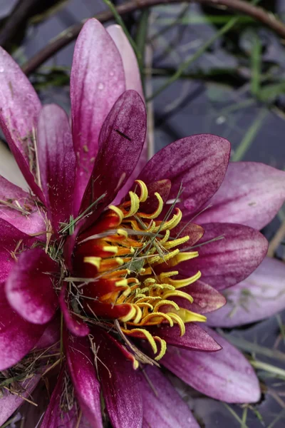 Red water lily. Flower. — Stock Photo, Image