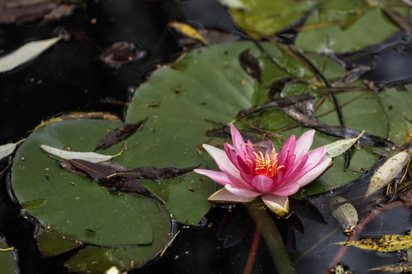 Rote Seerose. Blume. — Stockfoto