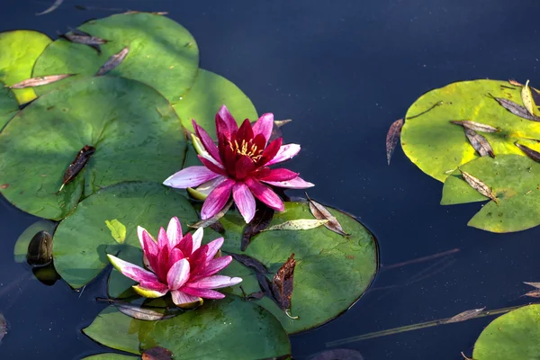 Rote Seerose. Blume. — Stockfoto