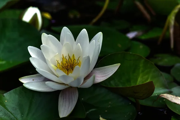 Белая водяная лилия. Цветок . — стоковое фото