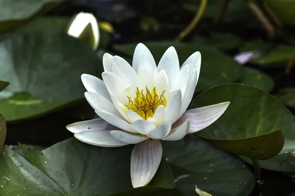 Lírio de água branca. flor . — Fotografia de Stock