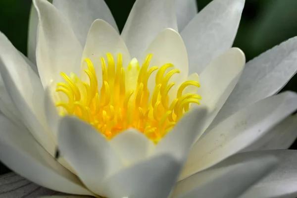 White water lily. Flower. — Stock Photo, Image