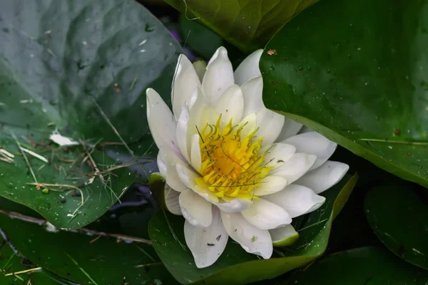 White water lily. Flower. — Stock Photo, Image