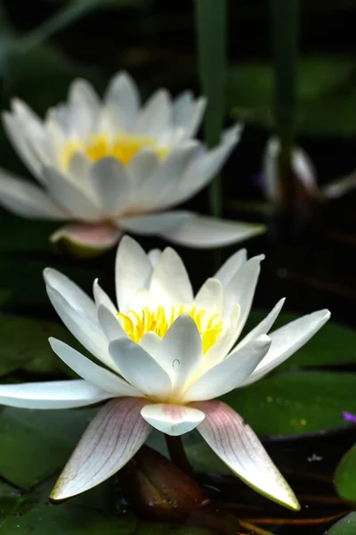 Nénuphar blanc. Fleur . — Photo