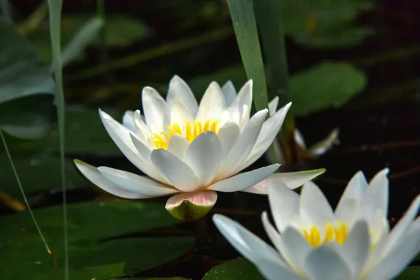 Witte waterlelie. Bloem. — Stockfoto