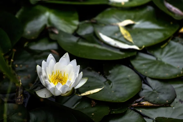 白色的睡莲。花. — 图库照片