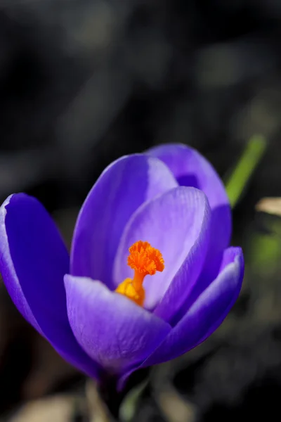 Цветок крокуса. Весна . — стоковое фото