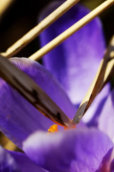 Crocus flower. Spring. — Stock Photo, Image