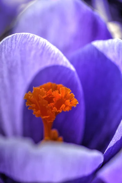 Crocus flower. Spring. — Stock Photo, Image