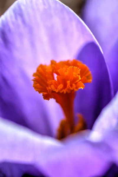 Crocus flower. Spring. — Stock Photo, Image