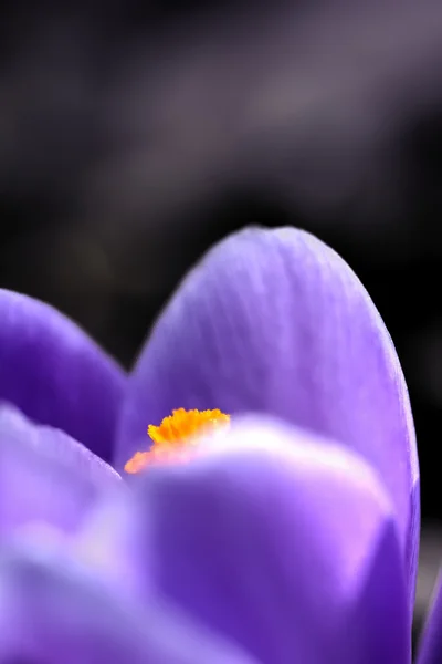 Flor de azafrán. Primavera . — Foto de Stock