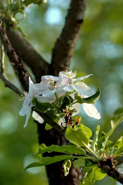 Apple-tree flowers. Spring. — Stock Photo, Image