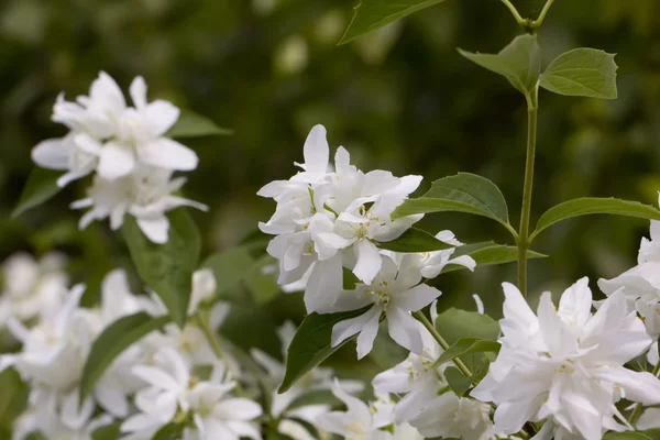 Mock orange flowers. — Stock Photo, Image