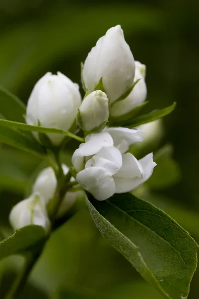 Mock orange flowers. — Stock Photo, Image