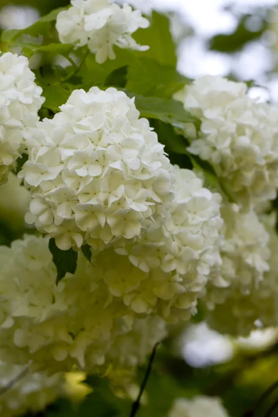 Guelder-rosa flores. Jardim . — Fotografia de Stock