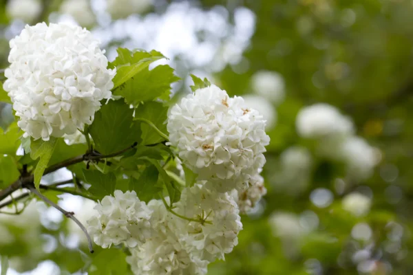 Guelder-ros blommor. Trädgård. — Stockfoto