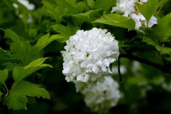 Guelder-rose flowers. Garden. — Stock Photo, Image