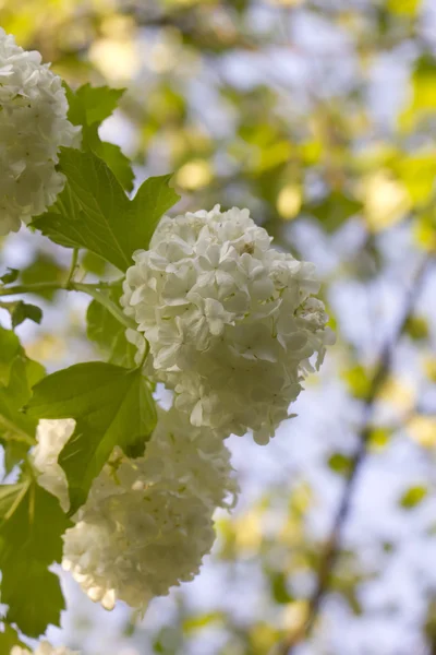 Guelder-rose flowers. Garden. — Stock Photo, Image