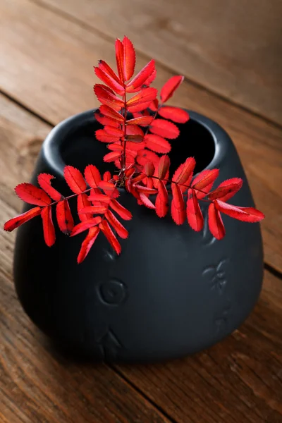 Ramo secco di una cenere di montagna in un vaso — Foto Stock