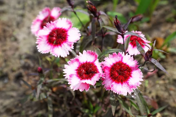 Röda blommor på en säng efter ett regn — Stockfoto