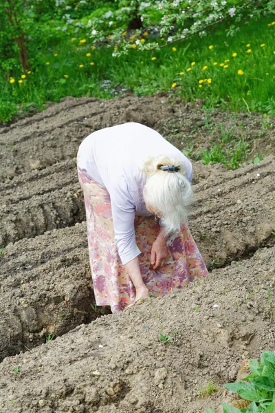 Oma arbeitet im Frühling im Garten Stockbild