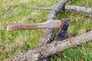 AX ve eski ağaçlar çim şubeleri