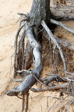 ve kumlu bir uçurum çam ağaçlarının kökleri