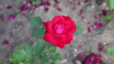 sallanan Rüzgar tek kırmızı gül
