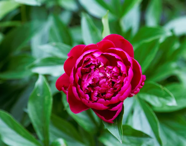 Burgundy peony flower on a background of green leaves — Stock Photo, Image