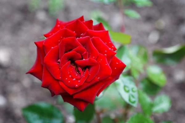 Ciemny czerwony róża z krople deszczu w lecie — Zdjęcie stockowe