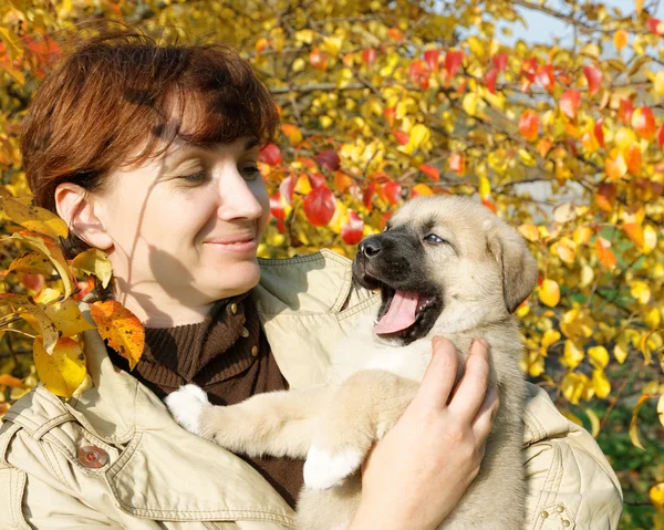 The puppy of the Spanish mastiff licks a woman's face — Stock Photo, Image