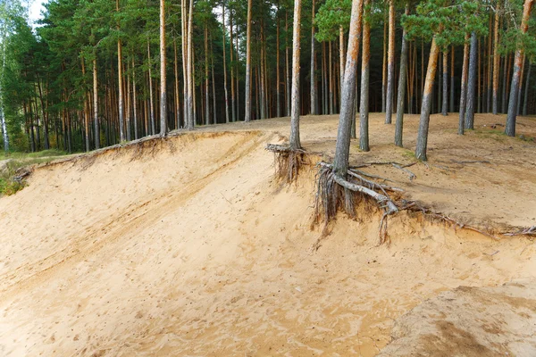 Penhasco arenoso e floresta de pinheiros no verão — Fotografia de Stock