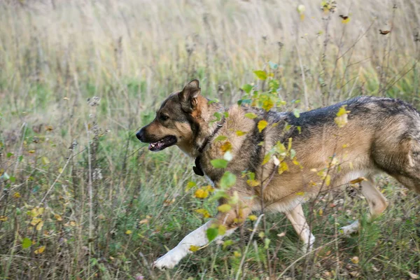 Dog Runs Tall Grass Autumn Day — Stock Photo, Image