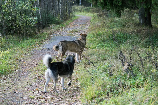 Deux Chiens Marchant Long Sentier Forestier Jour Automne — Photo