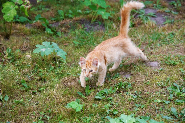 Κυνήγι κόκκινο γάτα μεταξύ μια χλόη — Φωτογραφία Αρχείου