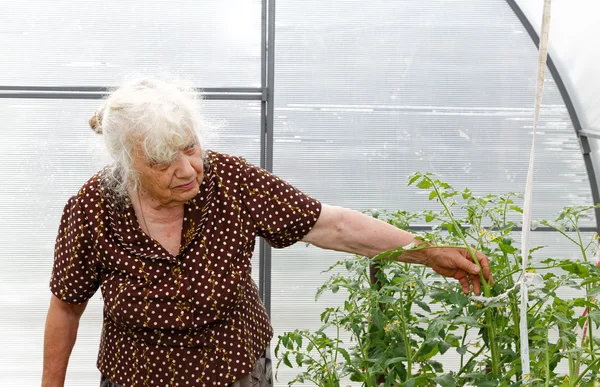 Die alte Frau in einem Gewächshaus an Tomatenbüschen — Stockfoto