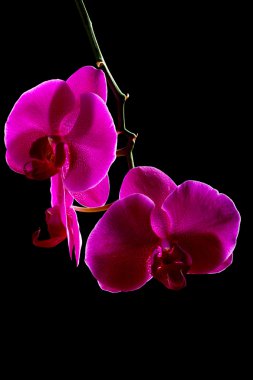 Menekşe Siyah bir arka plan üzerinde orkide