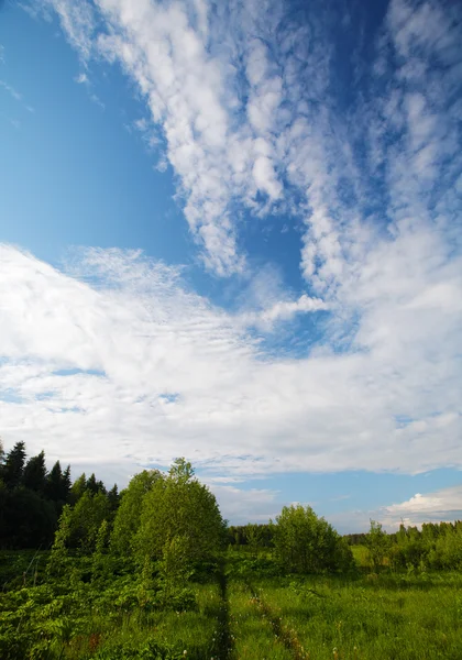 Krajina dřevo a oblohu s mraky — Stock fotografie
