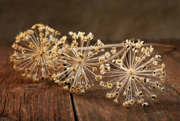 Dried flowers onion on old rural table — Stock Photo, Image