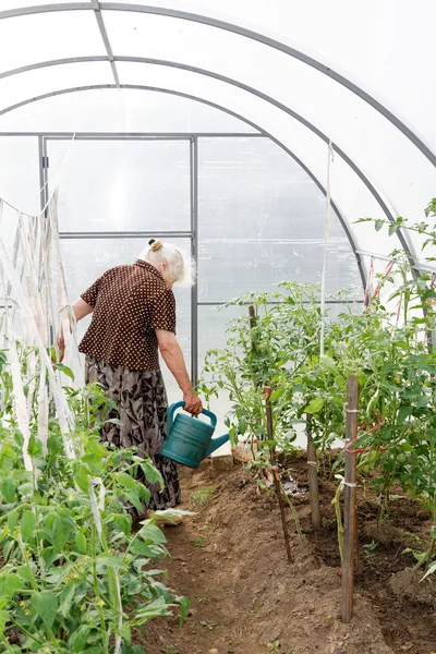 La anciana en un invernadero en los arbustos de tomates — Foto de Stock