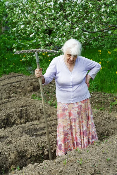 De oude vrouw werkt in een bloeiende tuin — Stockfoto