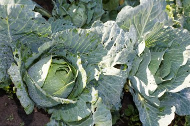 Lahana bahçesinde bulunan su damlaları