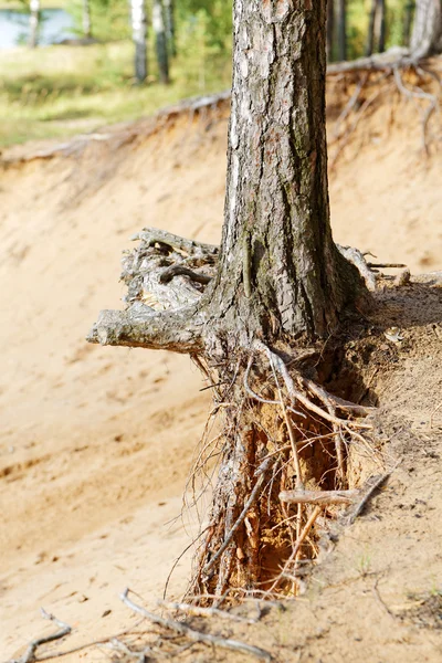 沙质的悬崖上的松树树木的根 — 图库照片