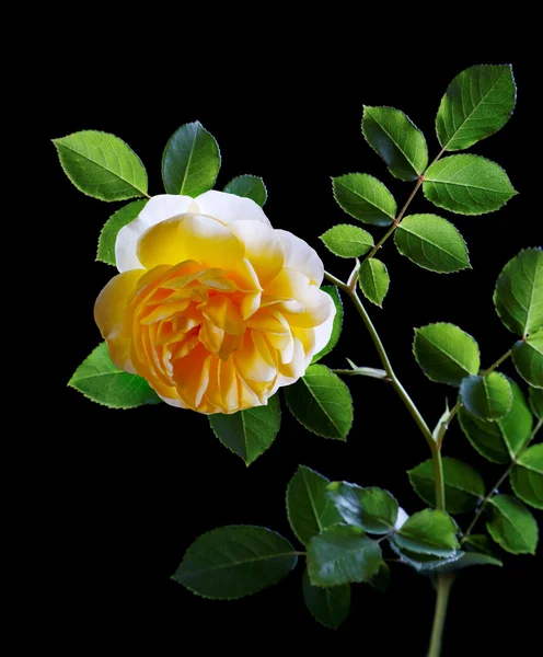 Flower yellow roses on a black background — Stock Photo, Image