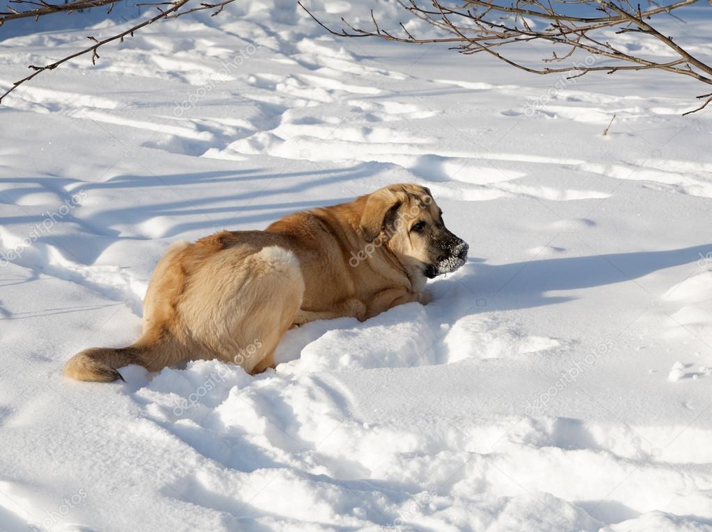 Spanish Mastiff in snowdrift winter day