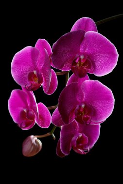 Menekşe Siyah bir arka plan üzerinde orkide