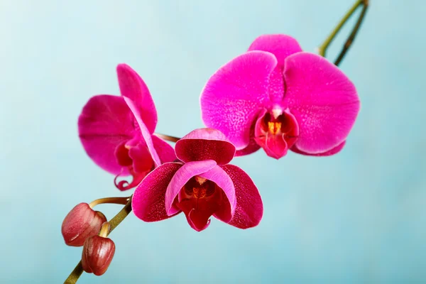 Purpurowa orchidea na niebieskim tle bliska — Zdjęcie stockowe