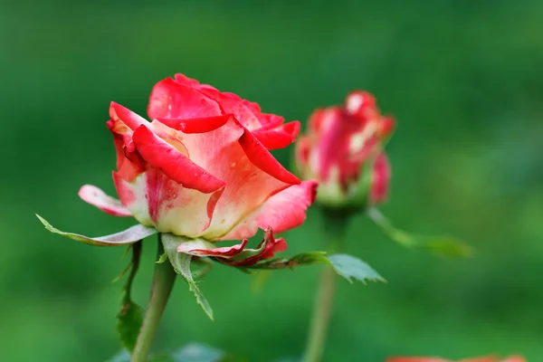 Red rose on a background of green grass — Stock Photo, Image