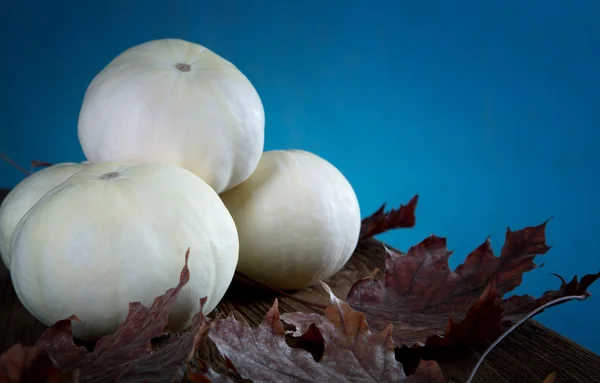 Calabaza blanca pequeña y hojas secas — Foto de Stock