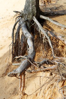 ve kumlu bir uçurum çam ağaçlarının kökleri